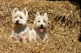 WESTIE 481